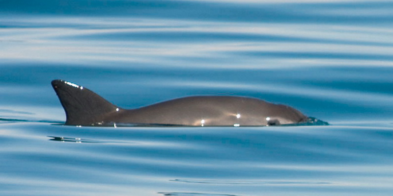 Vaquita in the Upper Gulf of California (© Tom Jefferson)